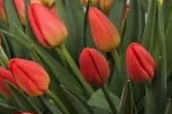 Tulp Friendship in Red